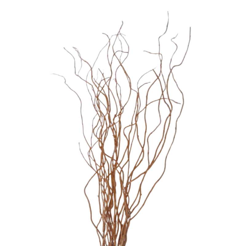 CURLY WILLOW