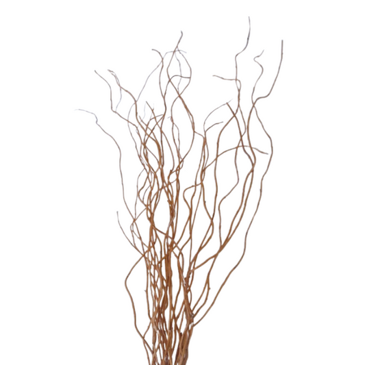 CURLY WILLOW