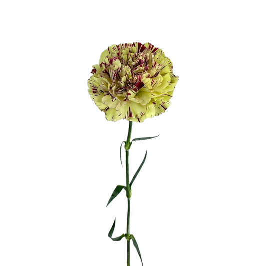 Carnation Bicolor Green Burgundy