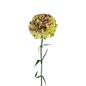 Carnation Bicolor Green Burgundy (25 stem bunch)