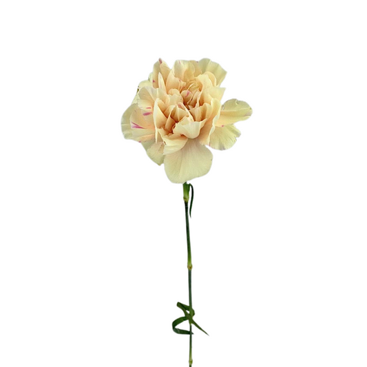 Carnation Bicolor Peach Apple Tea