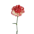 Carnation Peppermint (25 Stems)