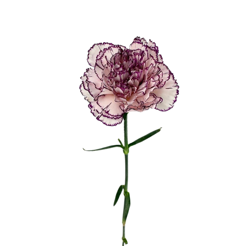 Carnation Bicolor White Burgundy