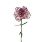 Carnation Bicolor White Burgundy (25 stem bunch)