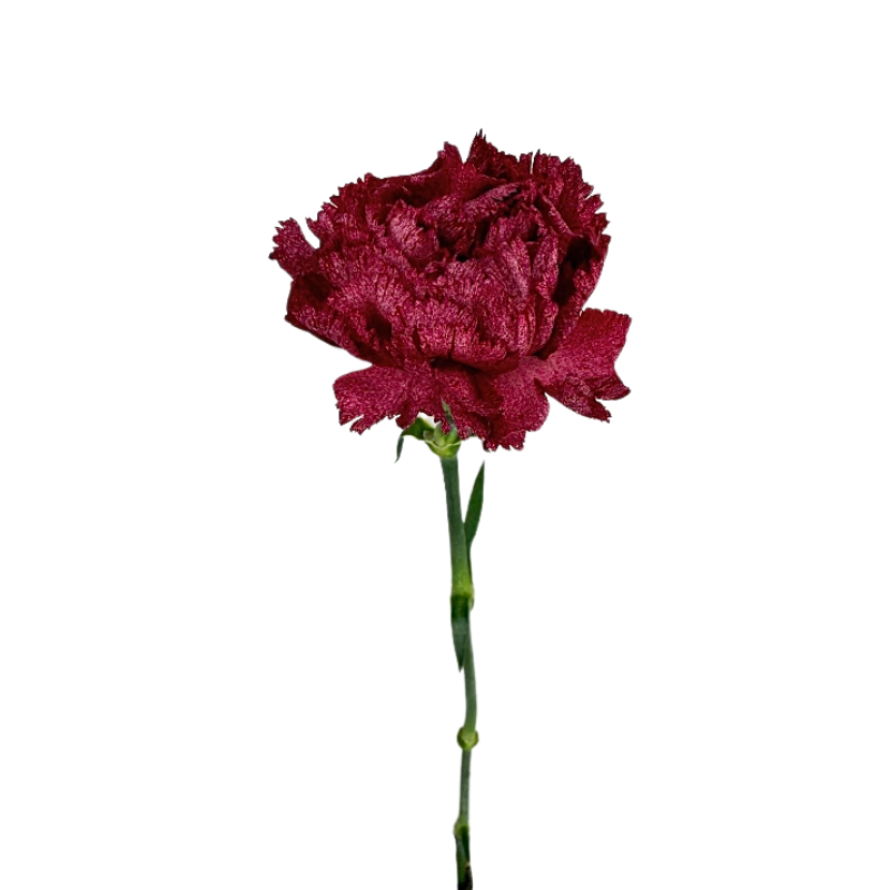 Carnation Burgundy Bicolor