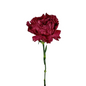 Carnation Burgundy Bicolor (25 stem bunch)