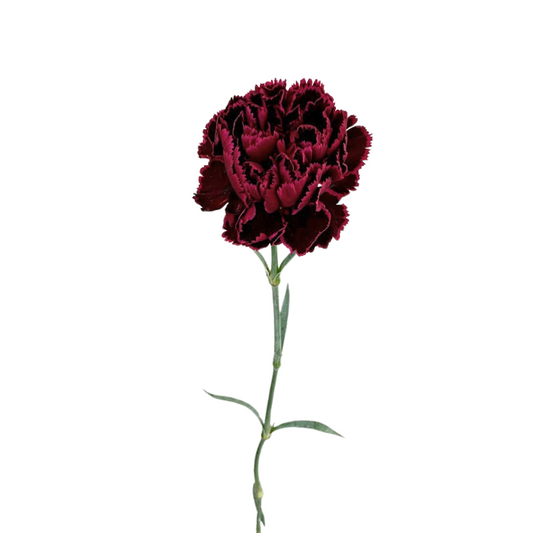 Carnation Burgundy (25 Stems)