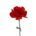 Carnation Dark Orange (25 stems)