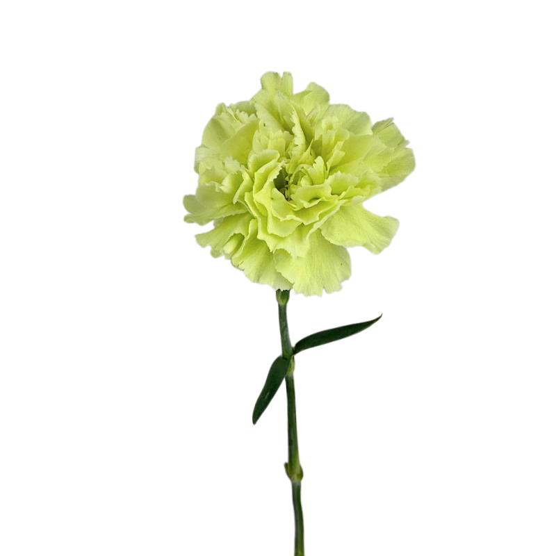 Carnation Green (25 Stems)