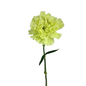 CARNATION GREEN (25 STEM BUNCH)