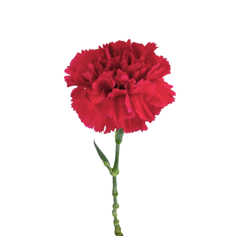 Carnation Hot Pink (25 stems)