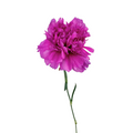 Carnation Lavender Fuschia (25 stems)