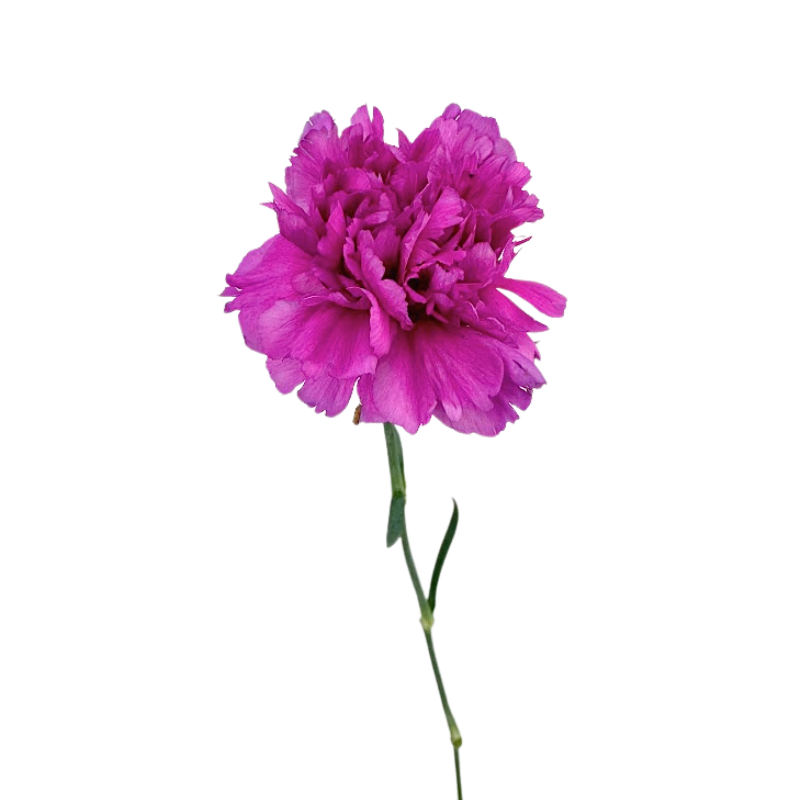 Carnation Lavender Fuschia