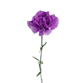 Carnation Lavender Moonlite (20 stems)