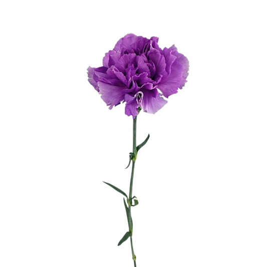 Carnation Lavender Moonlite