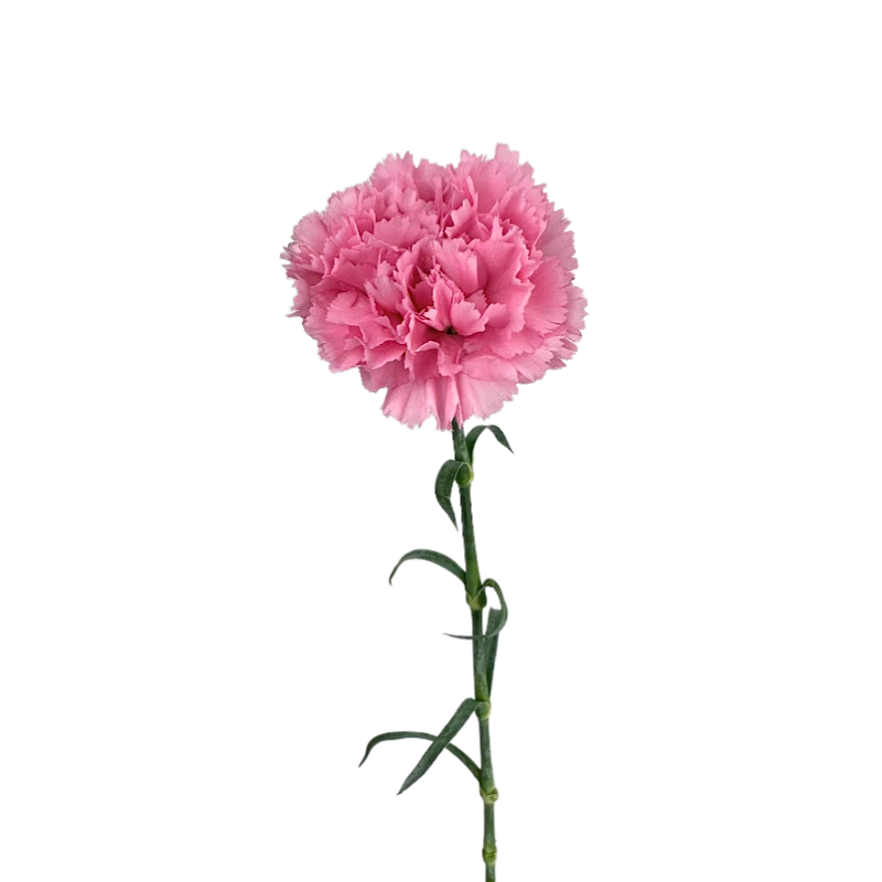 Carnation Lavender Pink (25 Stems)