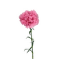 CARNATION LAVENDER PINK (25 STEM BUNCH)