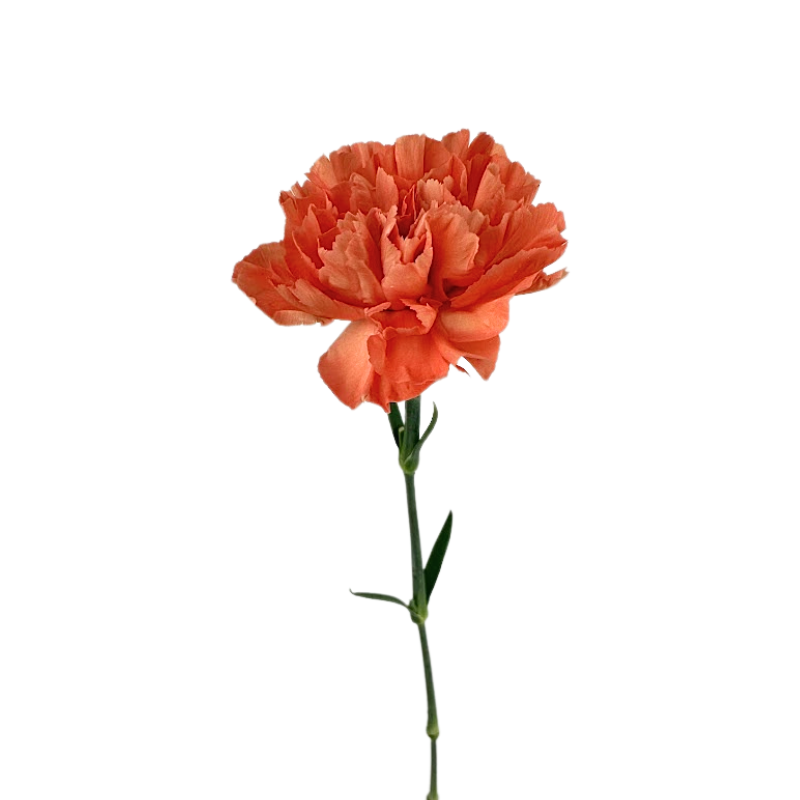 Carnation Light Orange