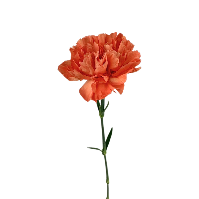 Carnation Light Orange (25 stems)