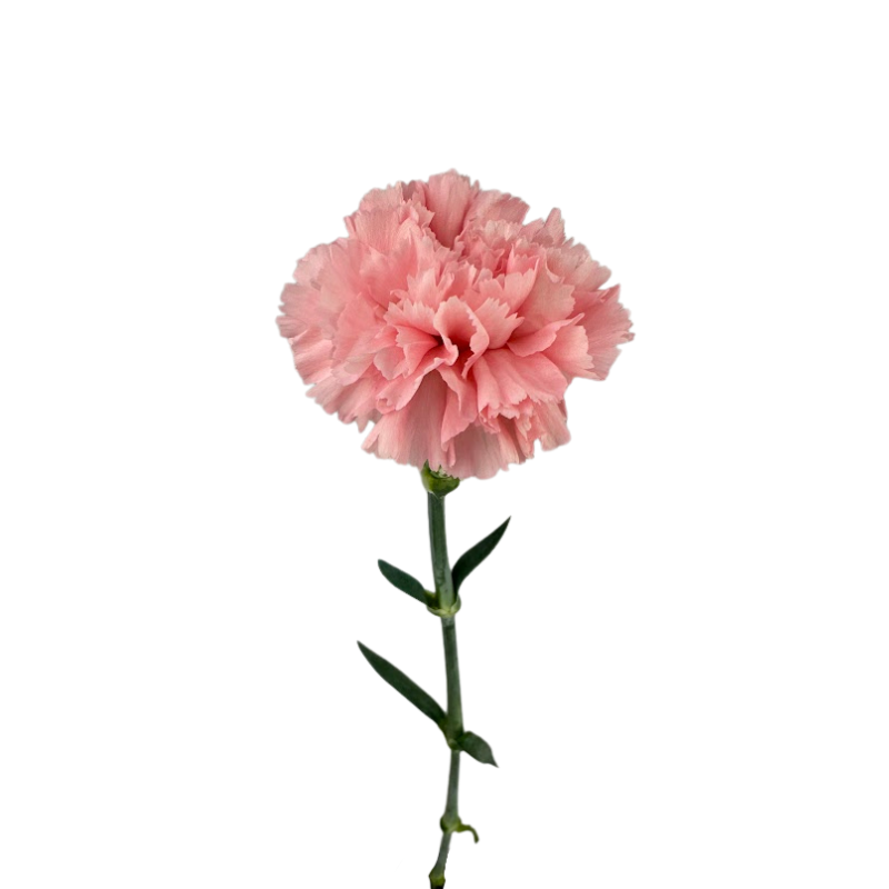 Carnation Light Pink (25 Stems)