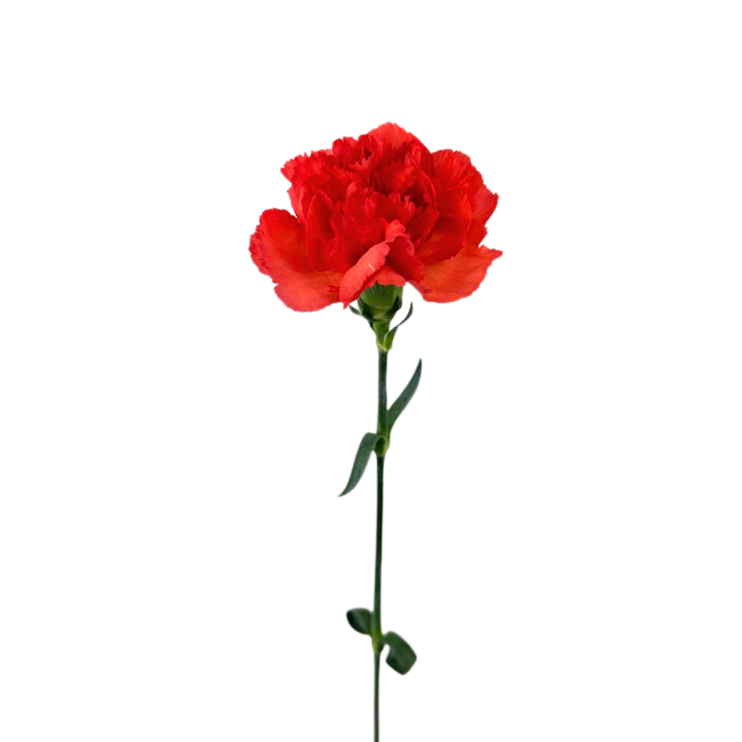 Carnation Orange (25 Stems)