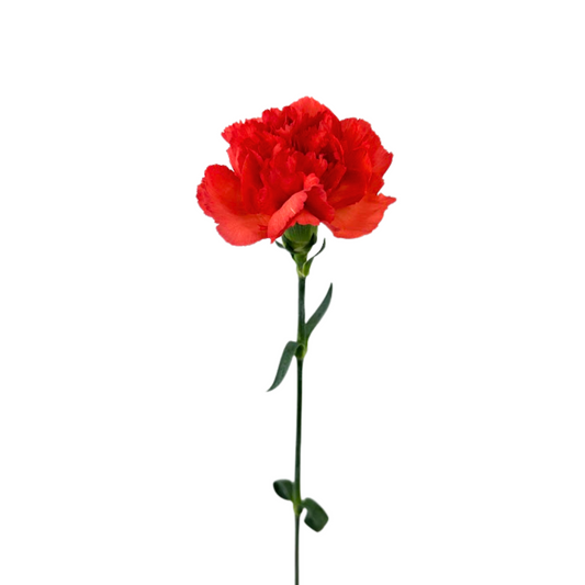 Carnation Orange (25 Stems)