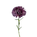 Carnation Purple Vintage (25 stems)