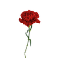 Carnation Red Select (25 Stems)