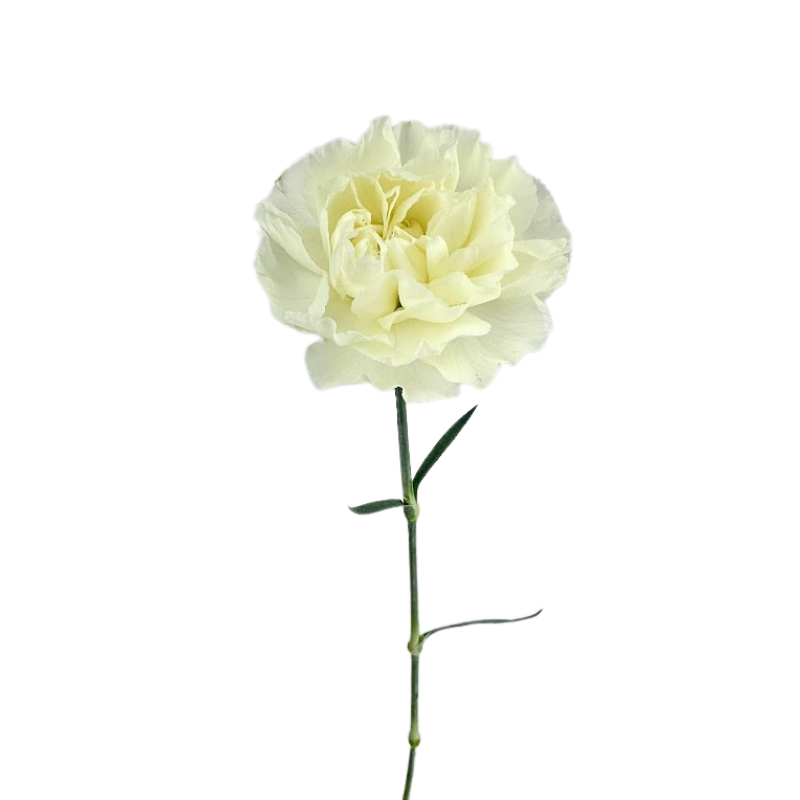 Carnation White Select (25 Stems)