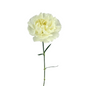 Carnation White Select (25 stem bunch)