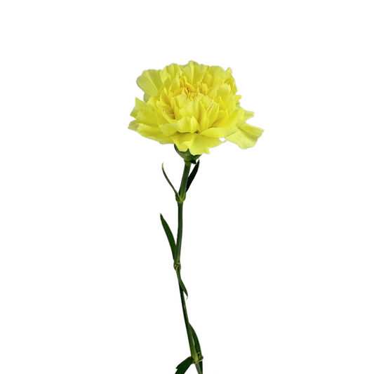 Carnation Yellow (25 Stems)