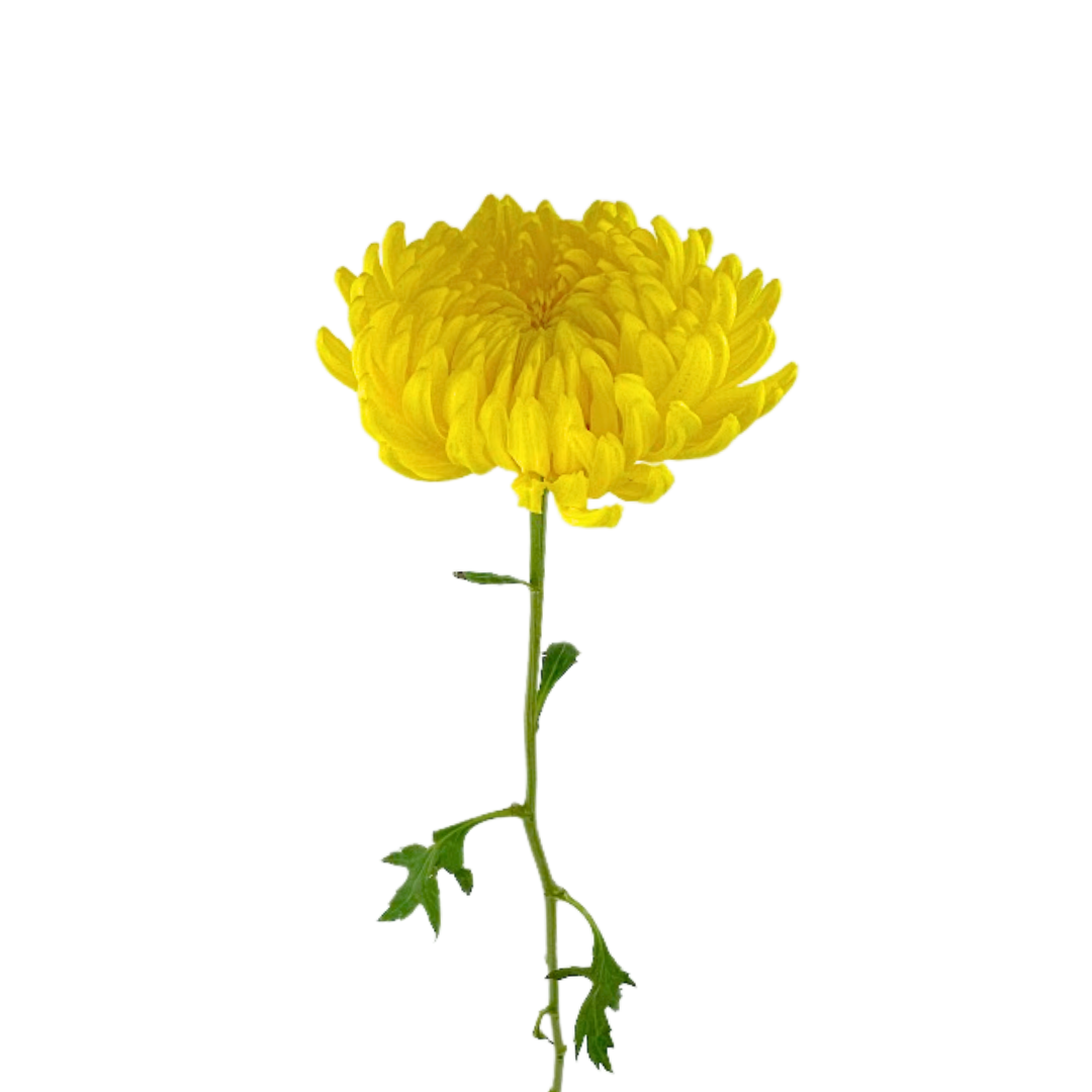 Chrysanthemum Cremone Yellow (10 Stems)