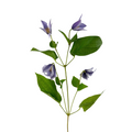 Clematis Lavender