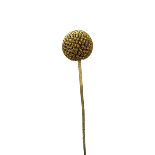 Craspedia Gold (10 Stems)