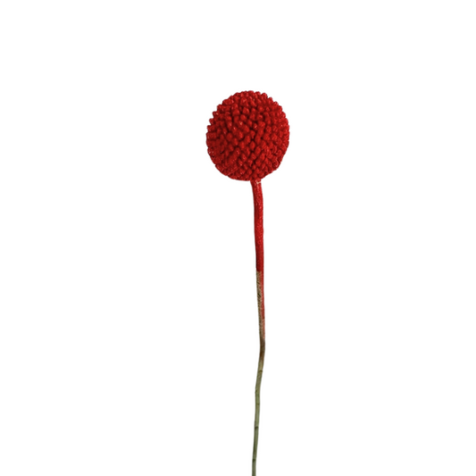 Craspedia Red (10 Stems)