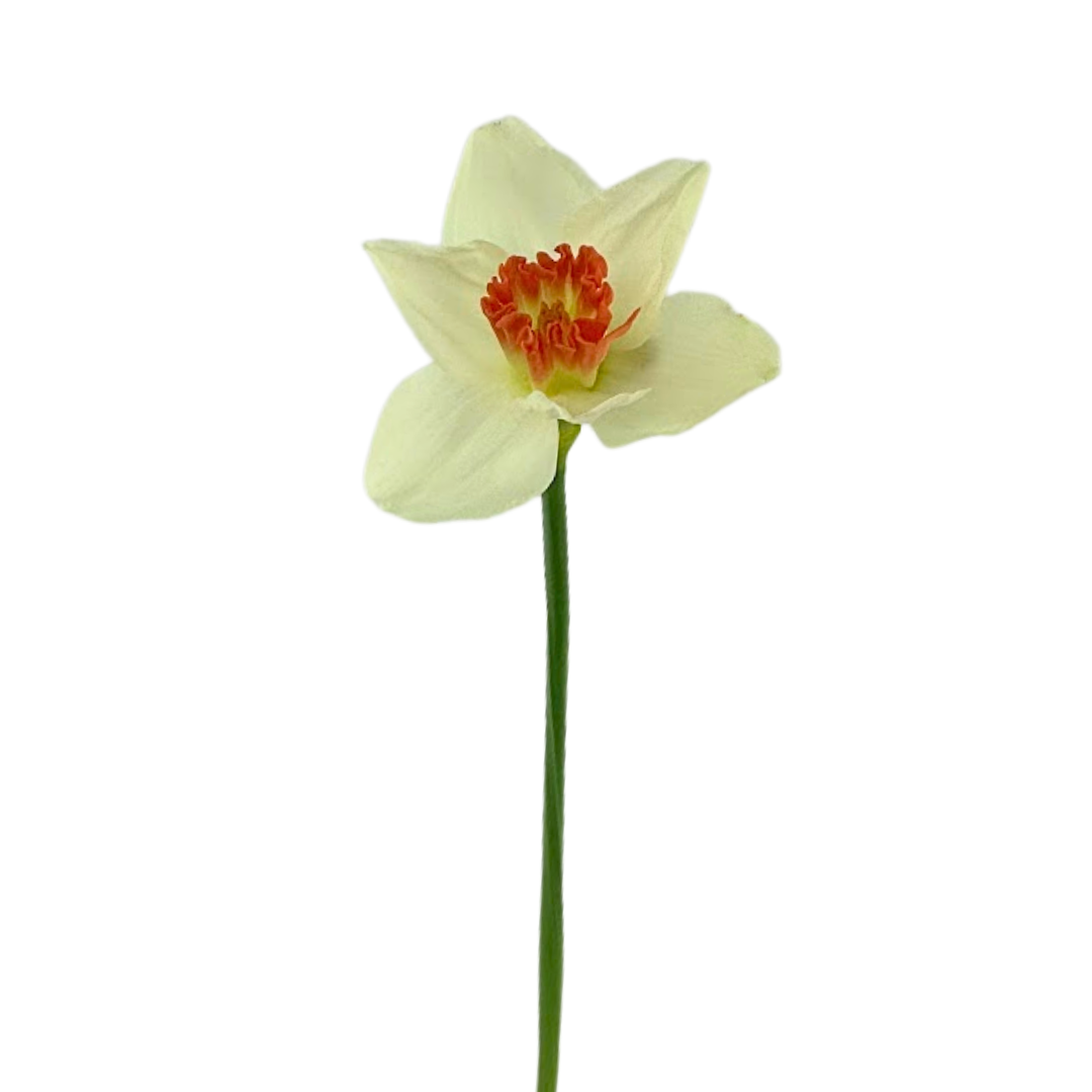 DAFFODIL