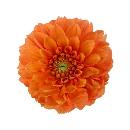 Dahlia