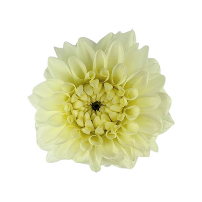 Dahlia