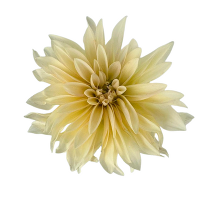Dahlia