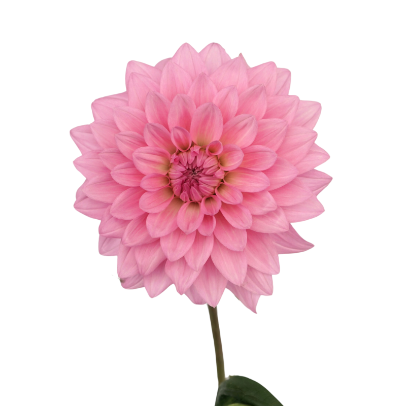 Dahlia