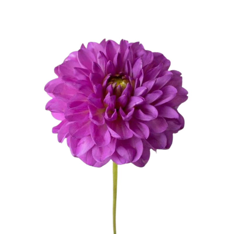 Dahlia