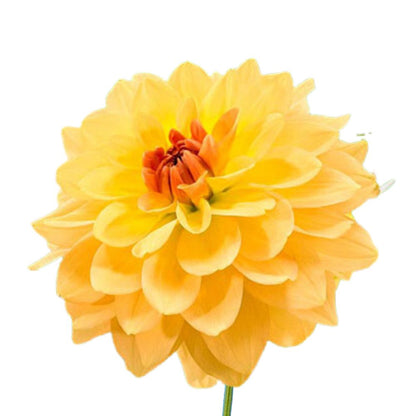 Dahlia