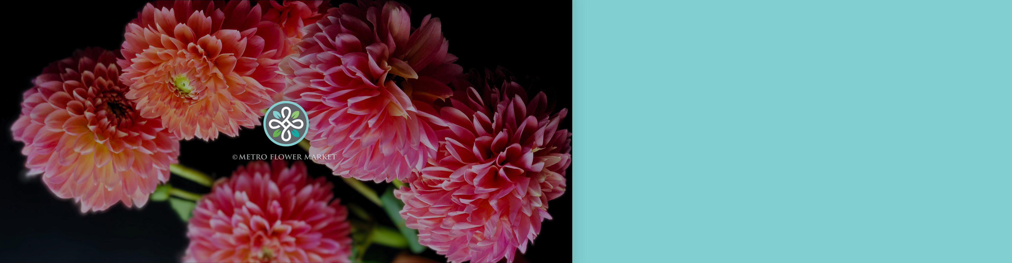 Pinky coral dahlias against a dark background with a Metro Flower Market logo hovering above in an overlay.