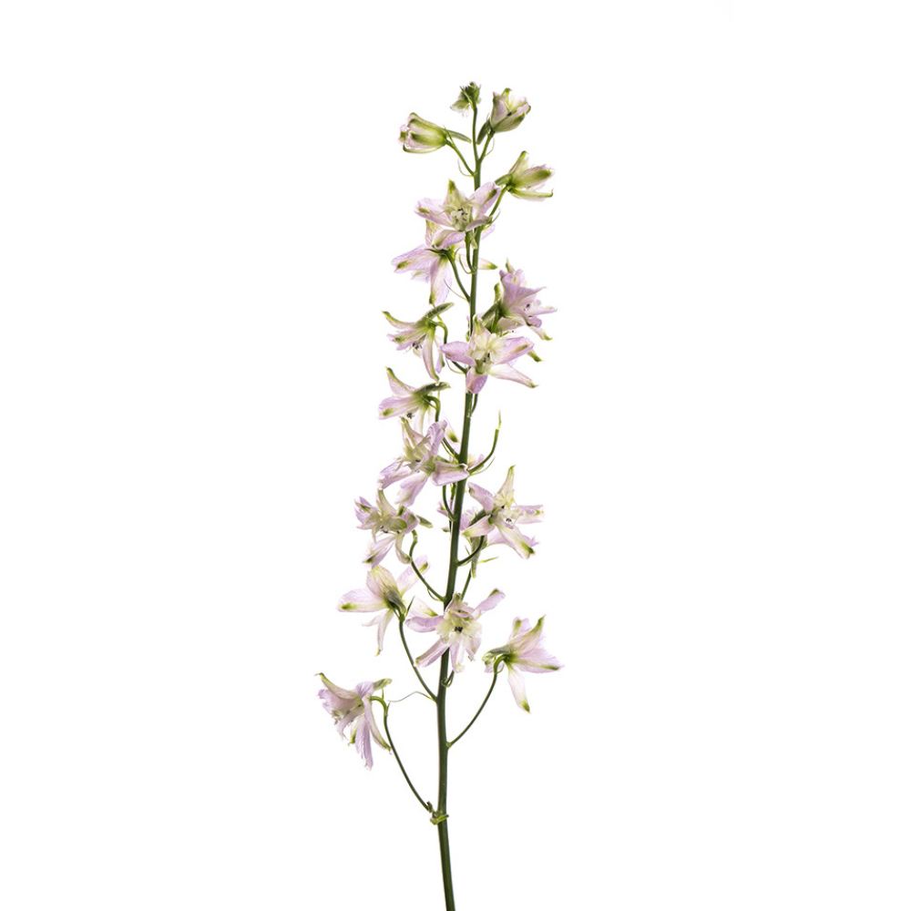 Delphinium, Trick