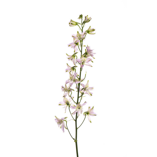 DELPHINIUM, TRICK