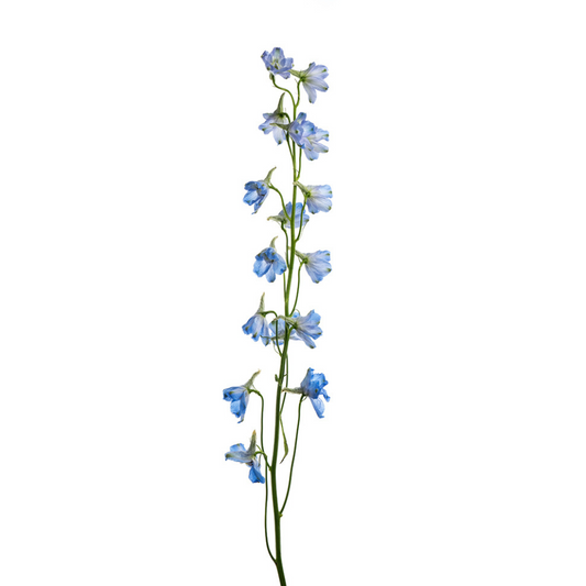 DELPHINIUM