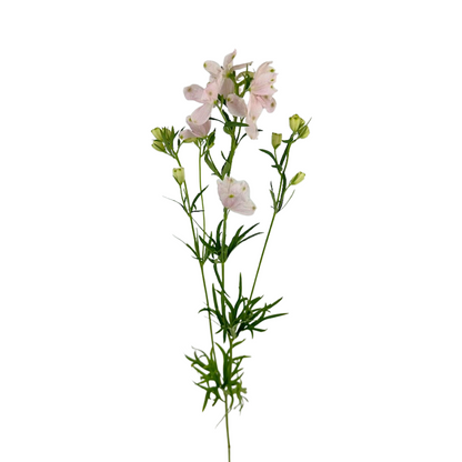 DELPHINIUM, SPRAY