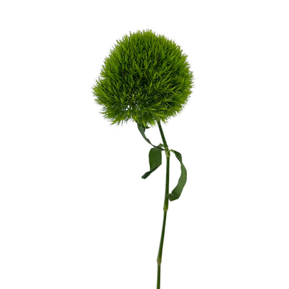 Dianthus