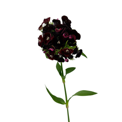 Dianthus