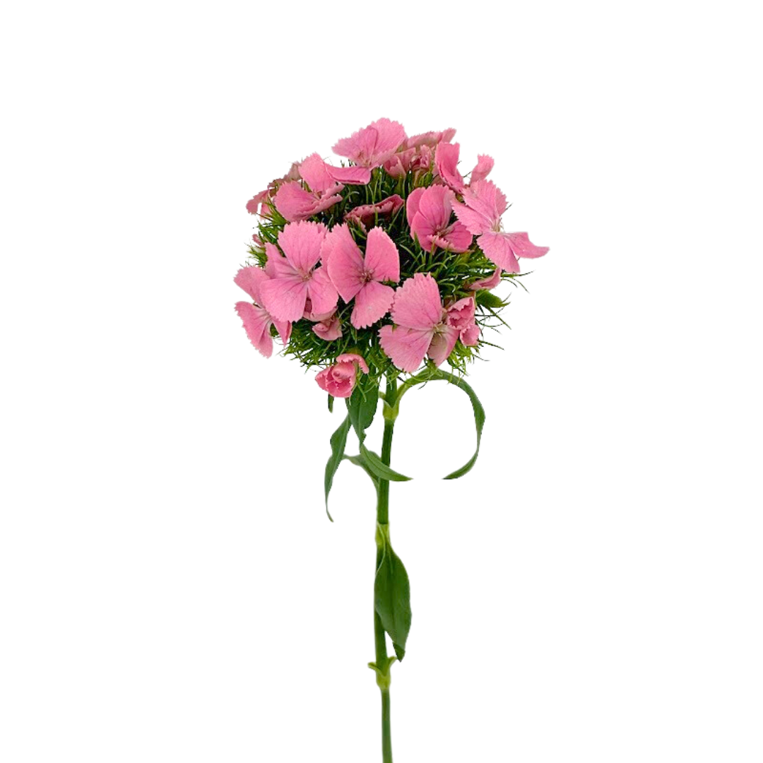 Dianthus
